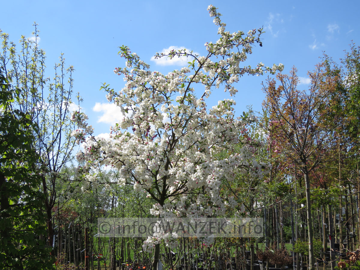 Malus Everest Vollbluete.JPG